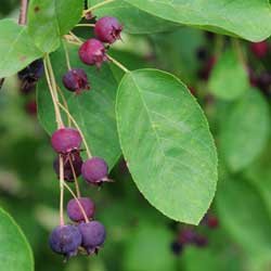 7 Top Trees for Multi-Season Interest