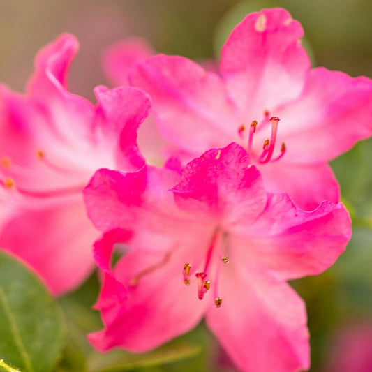 Azaleas – An American Favorite