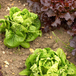 The Fall Vegetable Garden