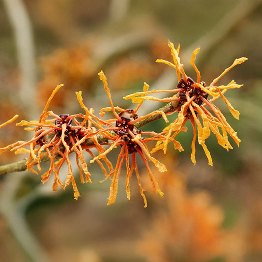 Choosing the Right Flowering Tree