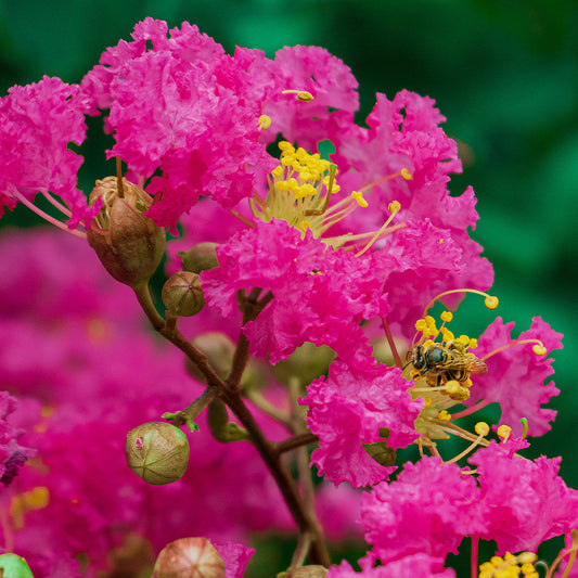 Crape Myrtles
