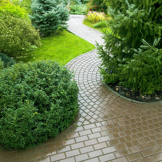 Dwarf Evergreen Conifers