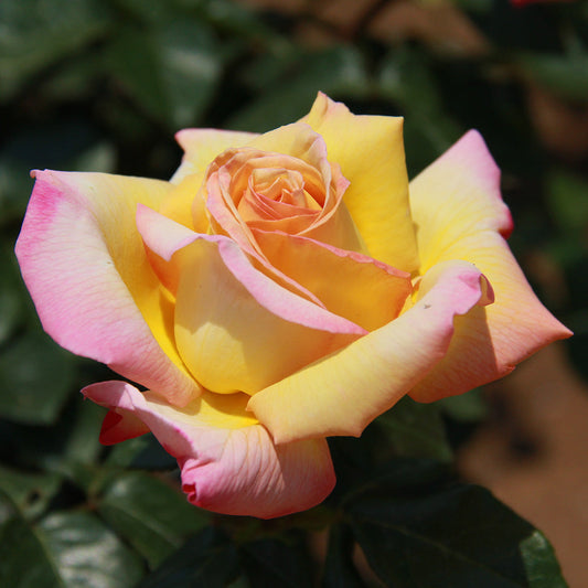 Rose - Queen of The Garden