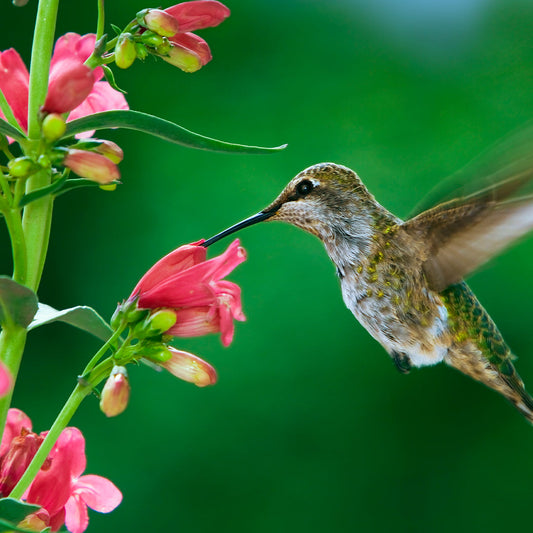 Attracting Hummingbirds