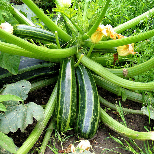 Growing Zucchini