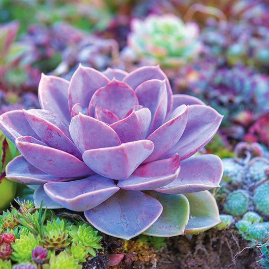 Starting Up With Succulents