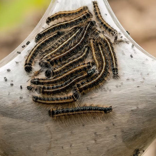 Tent Caterpillars