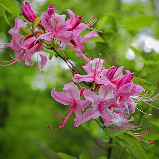 Top Native Shrubs for Year-Round Interest