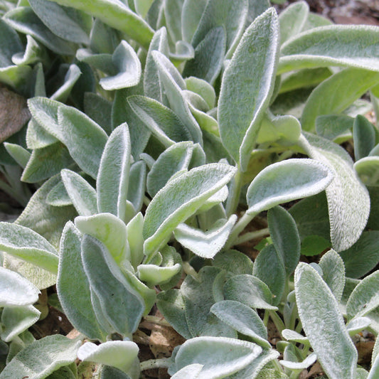 Designing a Deer-Resistant Perennial Garden