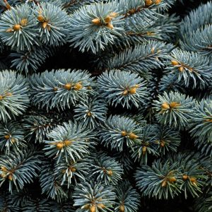 Fresh Holiday Trees, Roping, Wreaths, and Greens