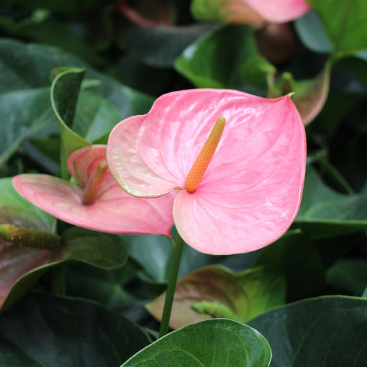 Love in a Houseplant – Heart-Shaped Houseplants