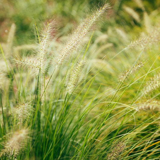 Ornamental Grasses
