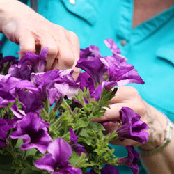 Why Is Deadheading Your Flowers Important?