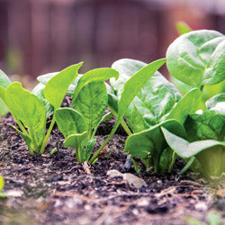 Shade-Tolerant Vegetables
