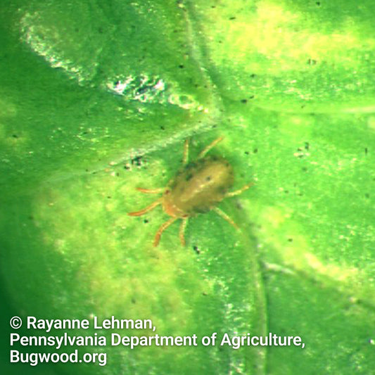 Spider Mites