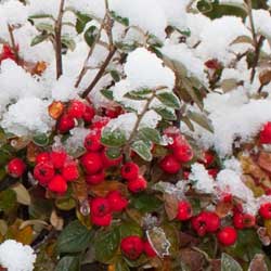 Winter Gardener's Calendar