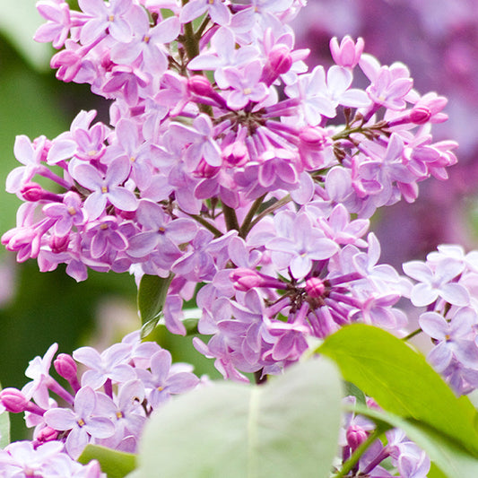 Lilacs