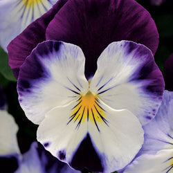 Cool Wave® Pansy