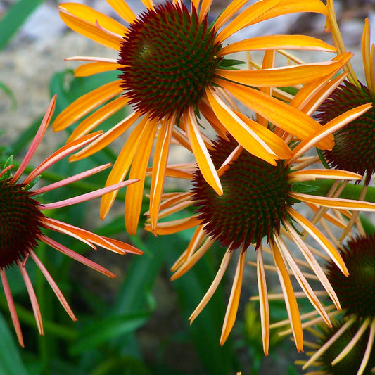 Crazy for Coneflowers