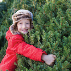 Cut Christmas Tree Selection and Care