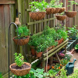 Herbs As Companion Plants