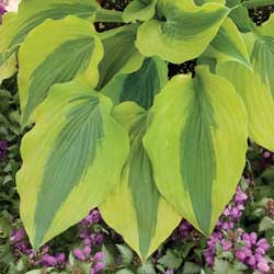 Heavenly Hosta