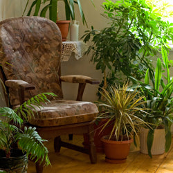 Watering When Away