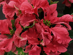 Now For Something Completely Different... Poinsettias!