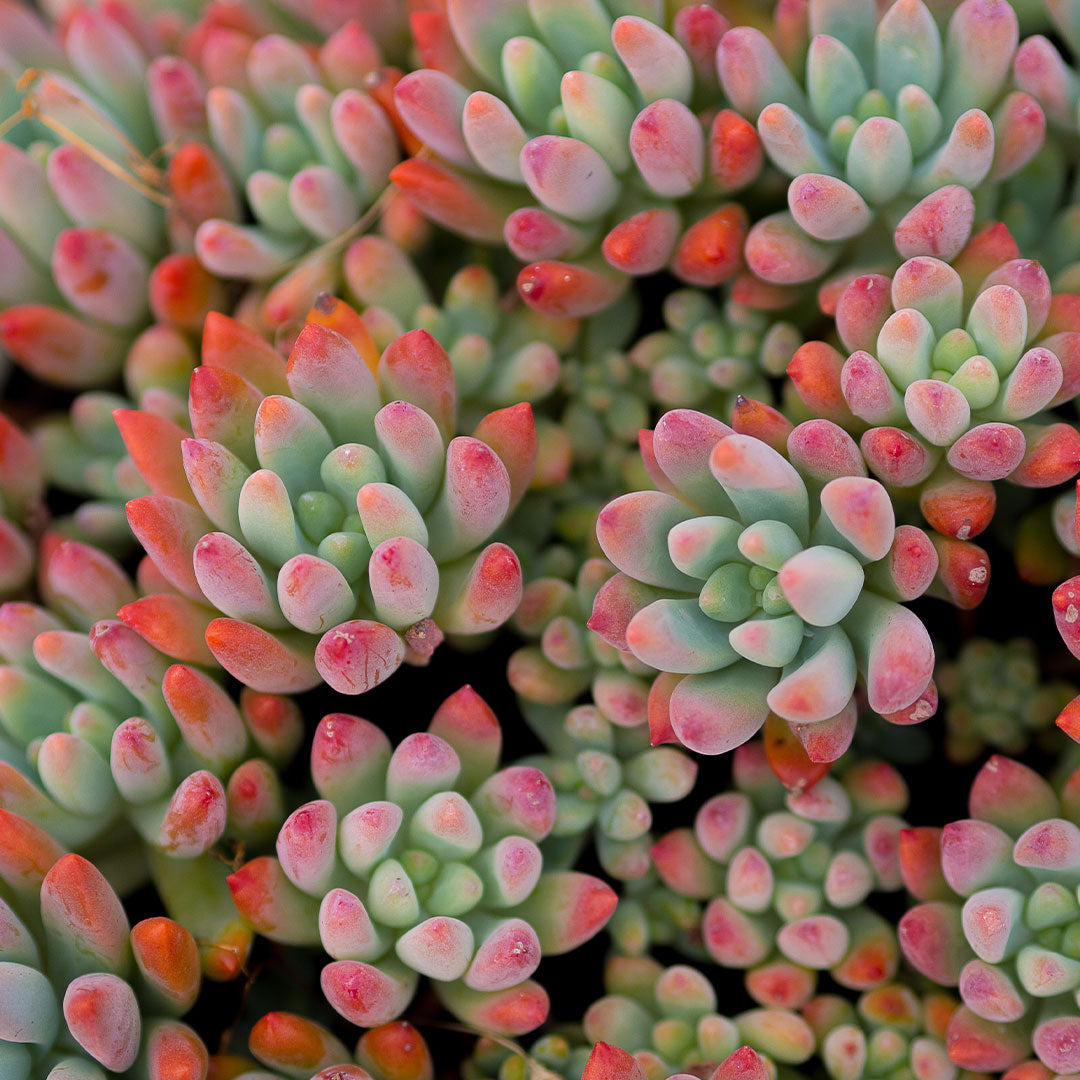 Sedum: A Sunny Ground Cover Solution – Eds Plant World