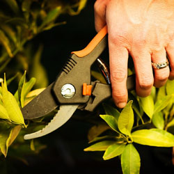 Create Successful Shrubs With Proper Pruning