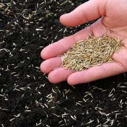 Spring Lawn Renovation