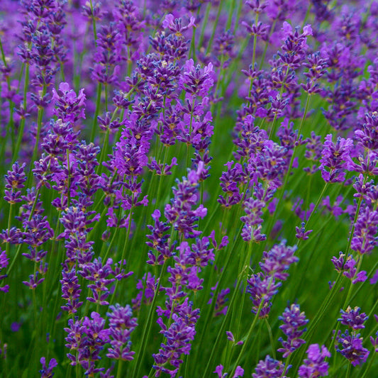 Summer Lavenders