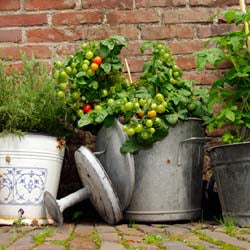 Growing Veggies in Containers