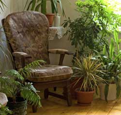 The Benefits of Plants in the Workplace