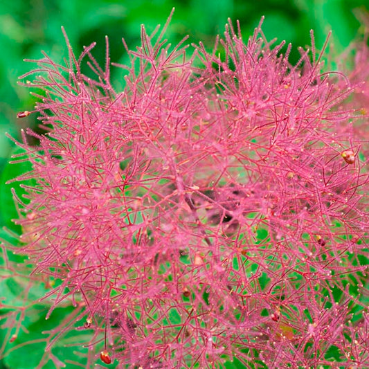 The Cotinus Craze