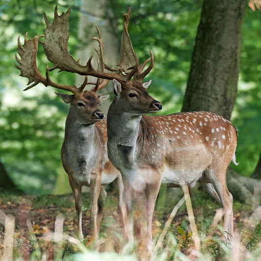 Deterring Deer