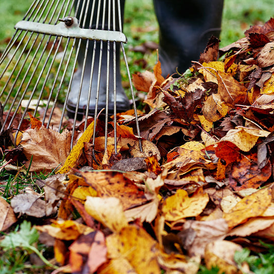 Fall Gardener’s Calendar