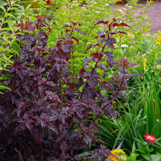 Beautiful Native Gardens, Less Water
