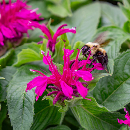Bridging the Pollinator Gap with Thriving Perennials