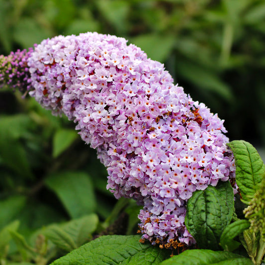 Buddleia: Our Beloved Butterfly Bush or Not?