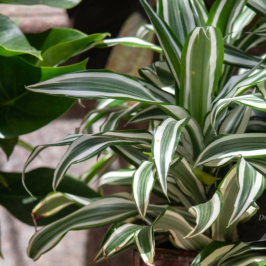 Keeping Your Indoor Plants Happy: A Guide to Cleaning Leaves
