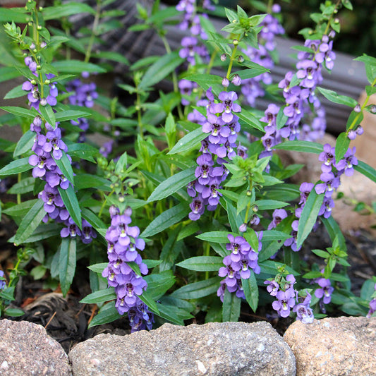 Deer-Resistant Annuals