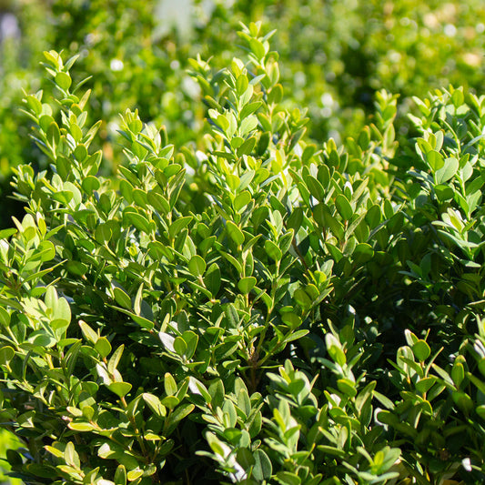 Deer-Resistant Shrubs for USDA Hardiness Zones 3-9