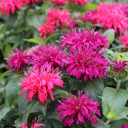 Early Spring Perennial Care Guide