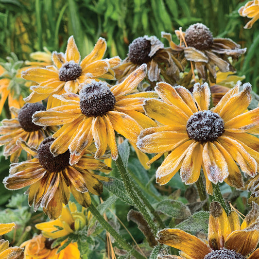 First Frost vs. Hard Freeze: What’s the Difference?