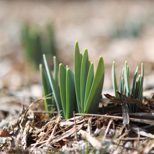 Gentle Spring Wake-Up