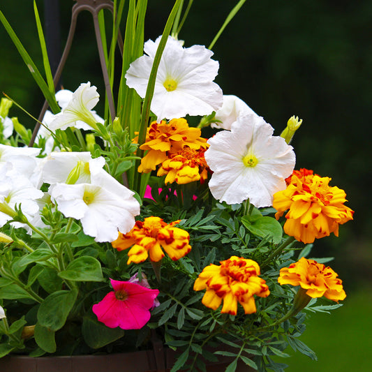 Insect-Repellent Container Gardens