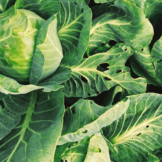 Late Spring Veggie Pest Watchlist