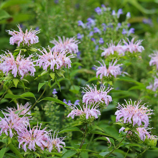 Native Plants Handle Spring Swings