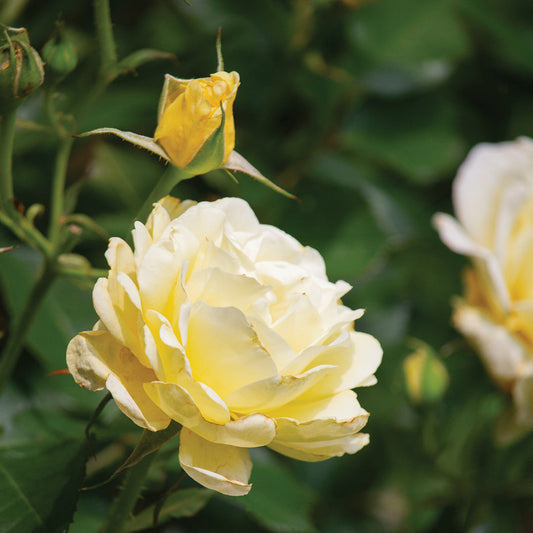 Preparing Roses for Winter